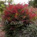Obsession Nandina, Landscape and Garden, Live Plants   555106149